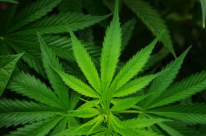 cannabis, weed
