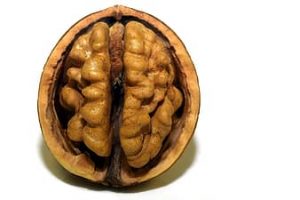 walnut brain