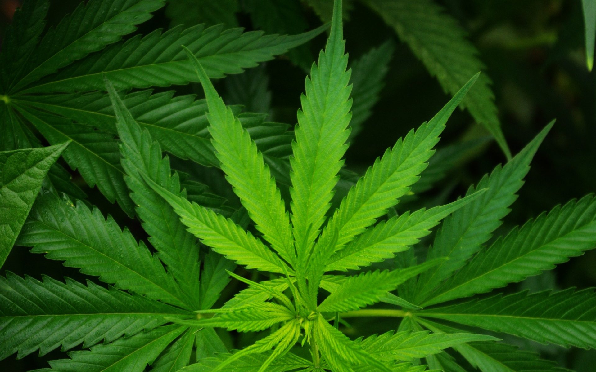 cannabis, weed